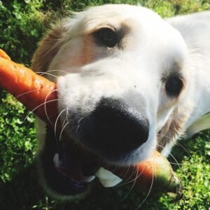 Kwispelclub lezing gezonde voeding voor honden