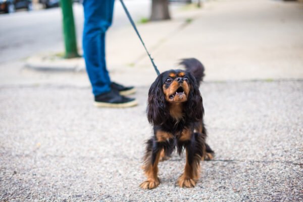 Kwispelclub lezing reactiviteit bij honden