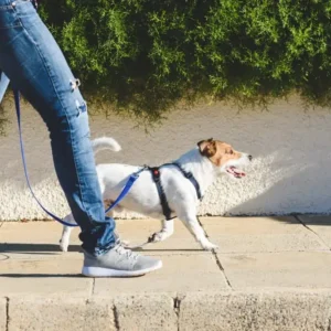 Kwispelclub lezing ontspannen wandelen met je hond